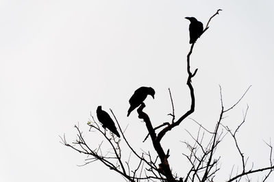 Low angle view of silhouette birds perching on bare tree against clear sky