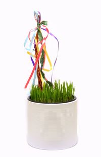 Close-up of potted plant against white background