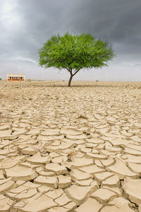 Single tree on soil cracked land due to lack of water