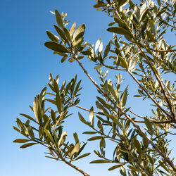 Low angle view of tree against clear blue sky