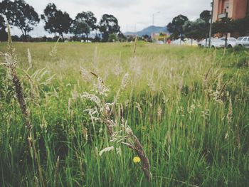 Plants growing on field