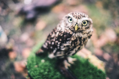 Close-up portrait of owl perching on a land