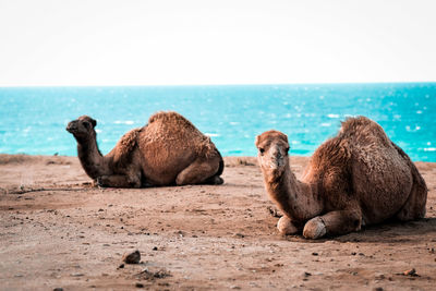 Sheep relaxing on the beach