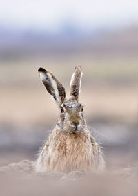 Close-up of rabbit on land