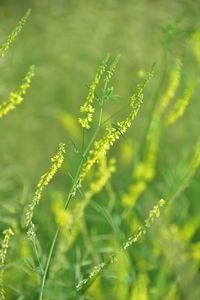 Close-up of plant