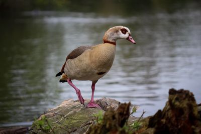 Bird perching on rock at lakeshore