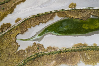 High angle view of plants growing on land