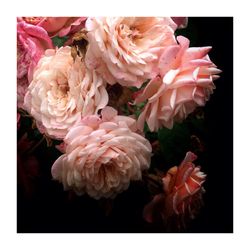 Close-up of pink flowers over black background