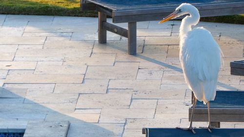 High angle view of seagull perching