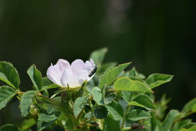 Close-up of flowering plant