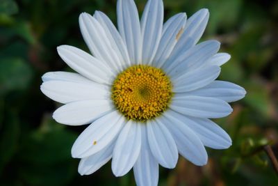 Close-up of white flower