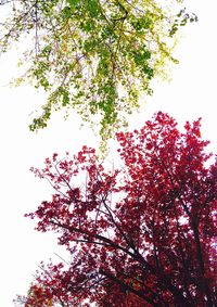 Low angle view of trees against sky