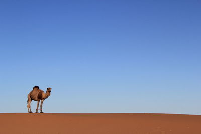 View of desert against clear blue sky