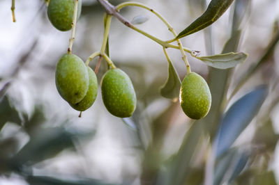 Close-up of fruits growing on tree