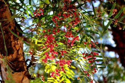 Low angle view of fruits hanging on tree