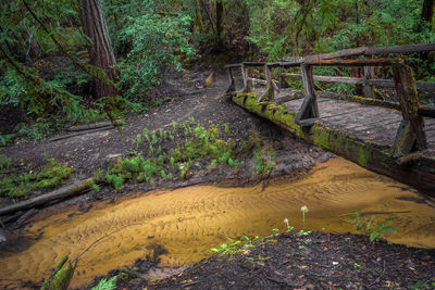 High angle view of stream amidst trees in forest