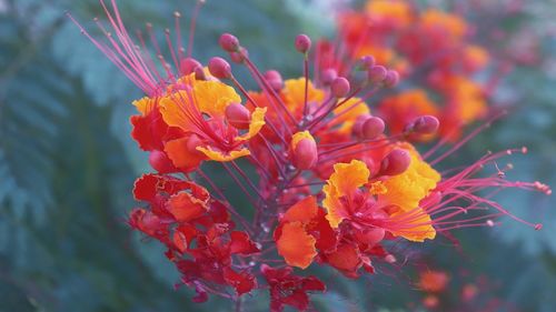 Close-up of orange flowering plant