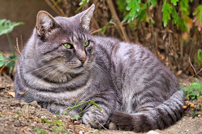 Close-up portrait of a cat looking away