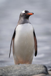 Gentoo penguin stands behind rock eyeing camera