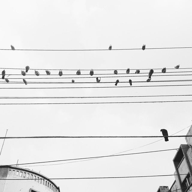 low angle view, bird, animal themes, animals in the wild, wildlife, power line, cable, perching, clear sky, connection, sky, flying, street light, electricity, flock of birds, built structure, power cable, high section, communication