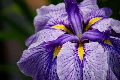 Close-up of purple flowers