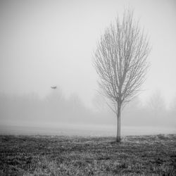 Bird flying over tree against sky