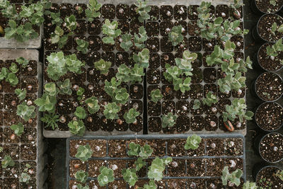 Close-up of plants against wall