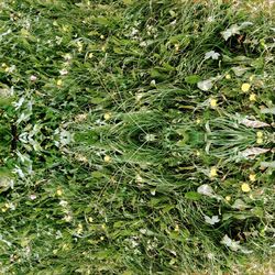 Full frame shot of plants on field