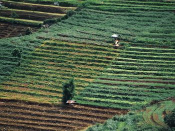 High angle view of agricultural field