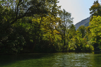 Scenic view of lake and trees in forest