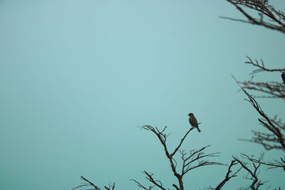 Low angle view of bird perching on bare tree against sky