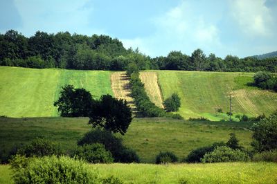 Scenic view of golf course against sky