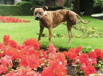 Close-up of dog on grass