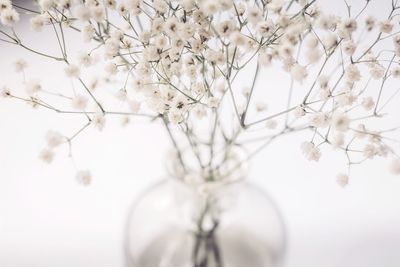 Close-up of white flowering tree