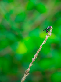 Close-up of insect on plant