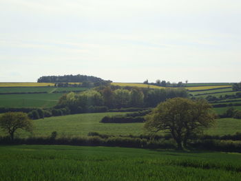 Scenic view of grassy field against sky