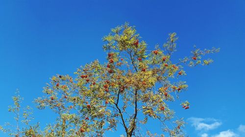 Low angle view of trees against clear blue sky