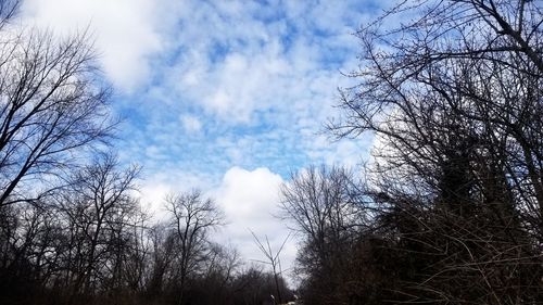 Low angle view of bare trees against sky