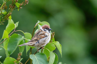 Close-up of bird perching on plant