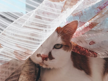 Close-up portrait of a cat