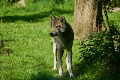 Wolve standing in a field