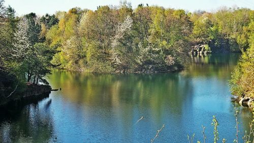 Reflection of trees in lake