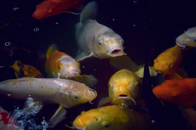 Fish swimming in sea