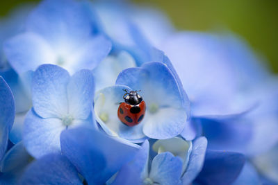 Close-up of ladybug on flower