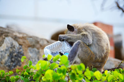 Close-up of monkey holding bottle while sitting by plants