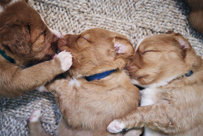 Cute dogs sleeping on blanket at home. purebred puppy of nova scotia duck tolling retriever.