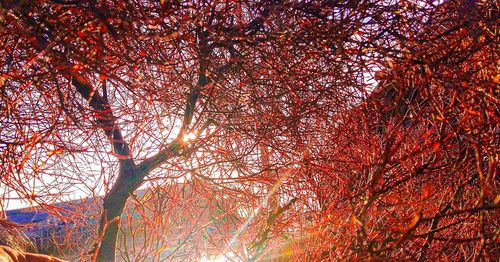 Low angle view of trees against sky during autumn