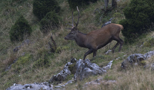 Side view of deer standing on field