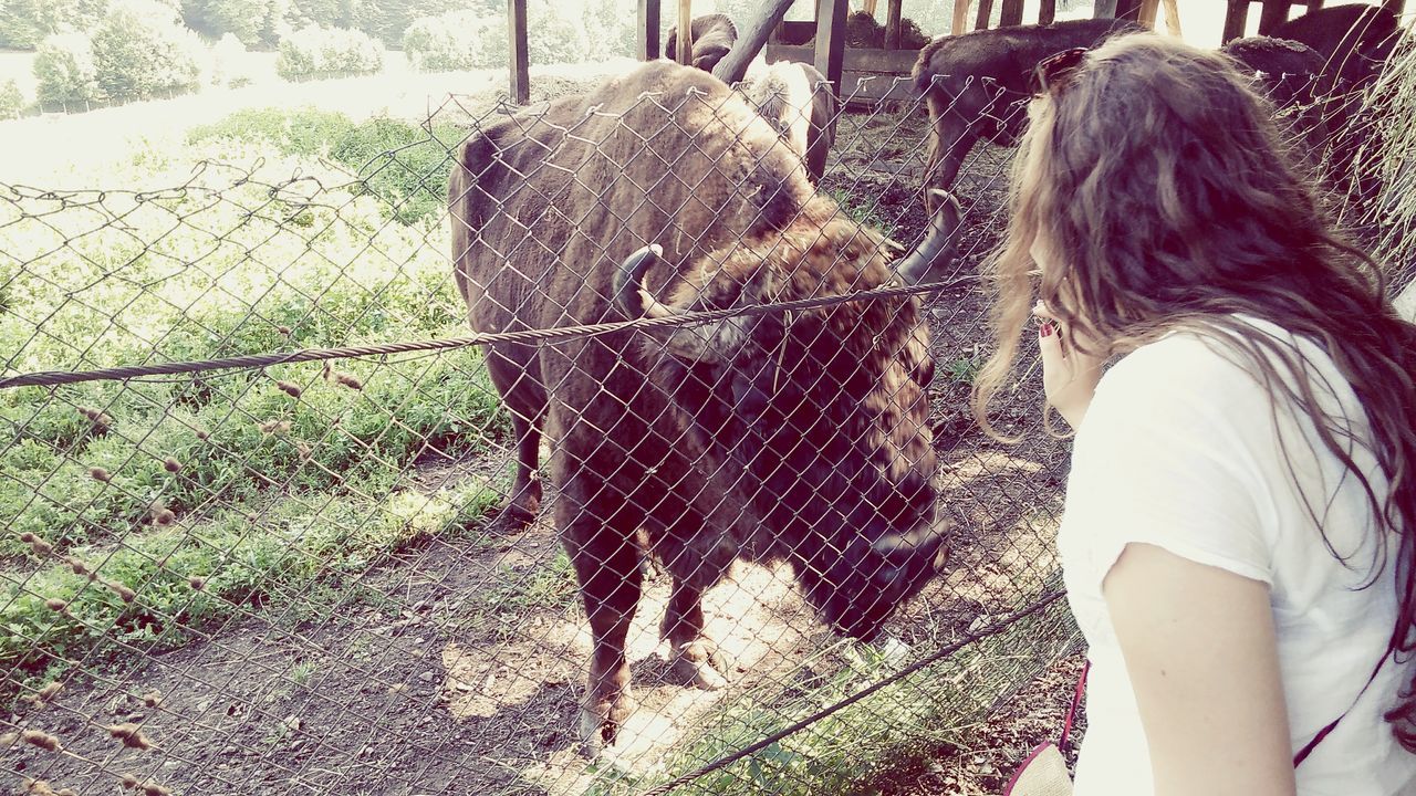 animal themes, mammal, domestic animals, one animal, standing, livestock, field, rear view, horse, herbivorous, wildlife, day, elephant, dog, sunlight, animals in the wild, outdoors, black color