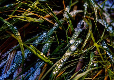 High angle view of wet plants